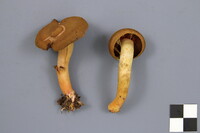 Cortinarius semisanguineus image